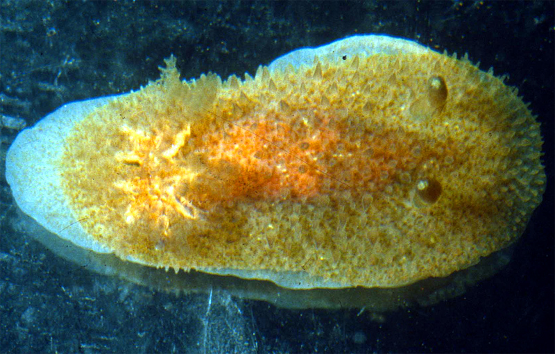 Acanthodoris planca